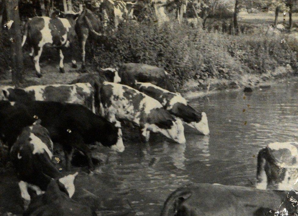 Stránka obecní kroniky Drchlava